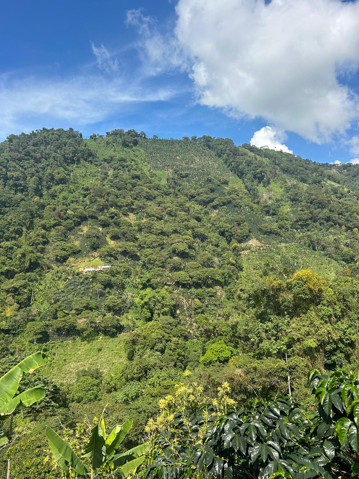 Finca La Eneida