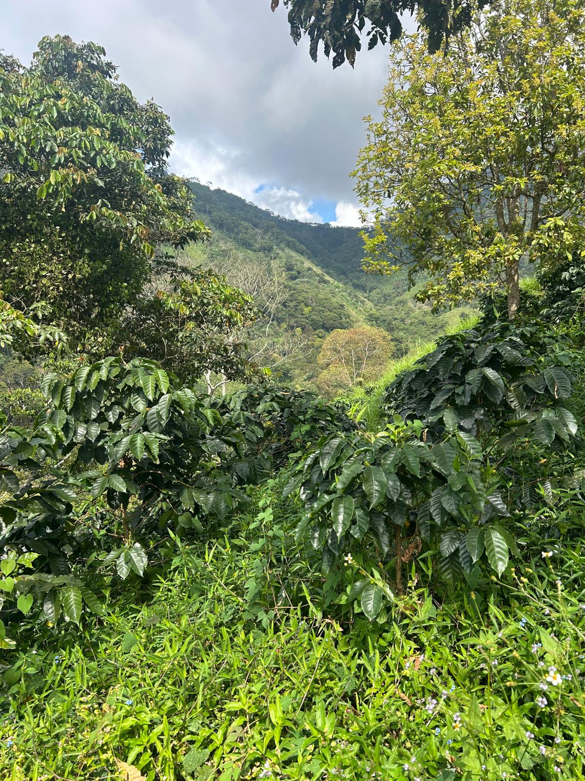 Finca La Eneida