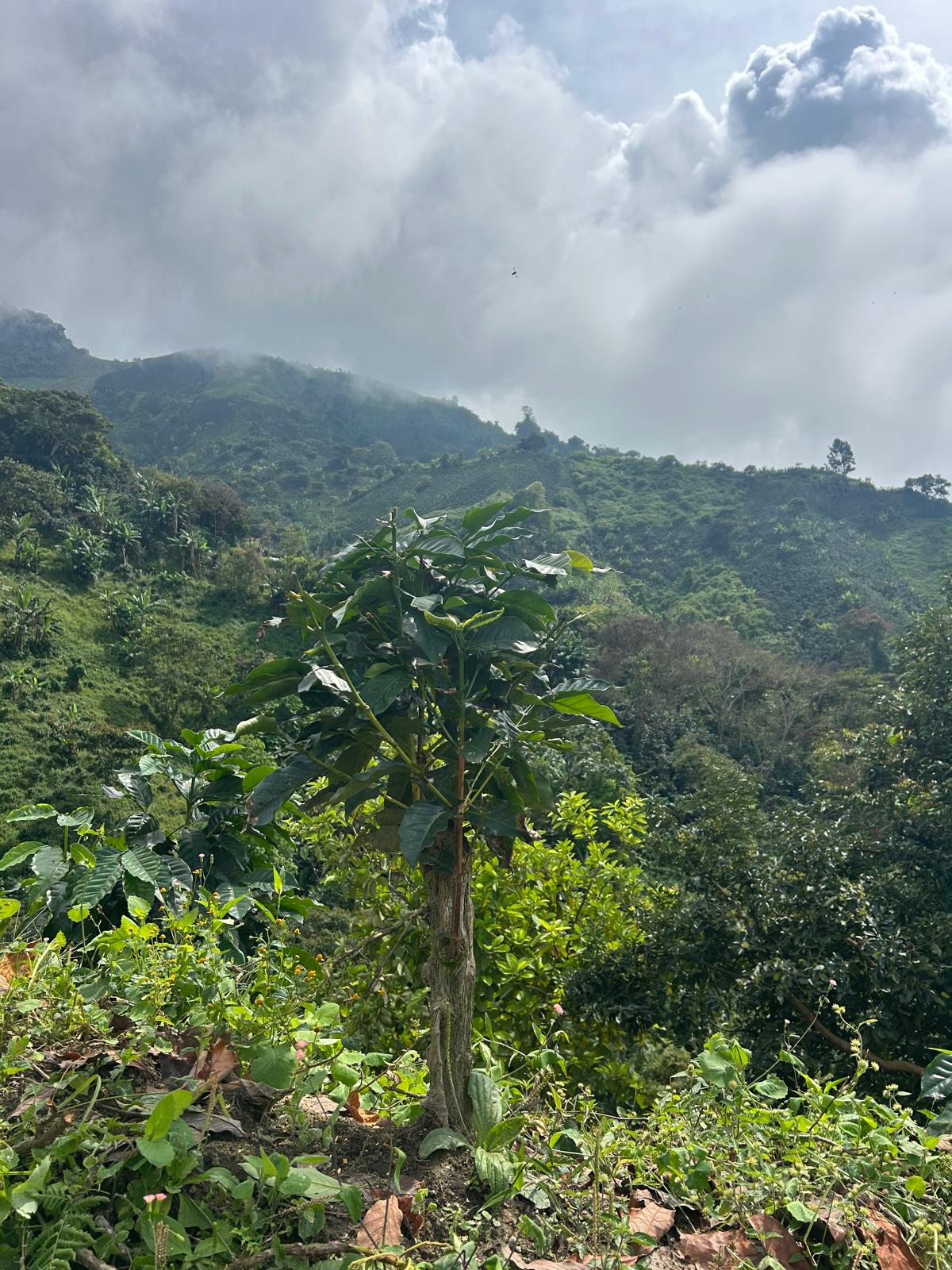 Finca La Eneida