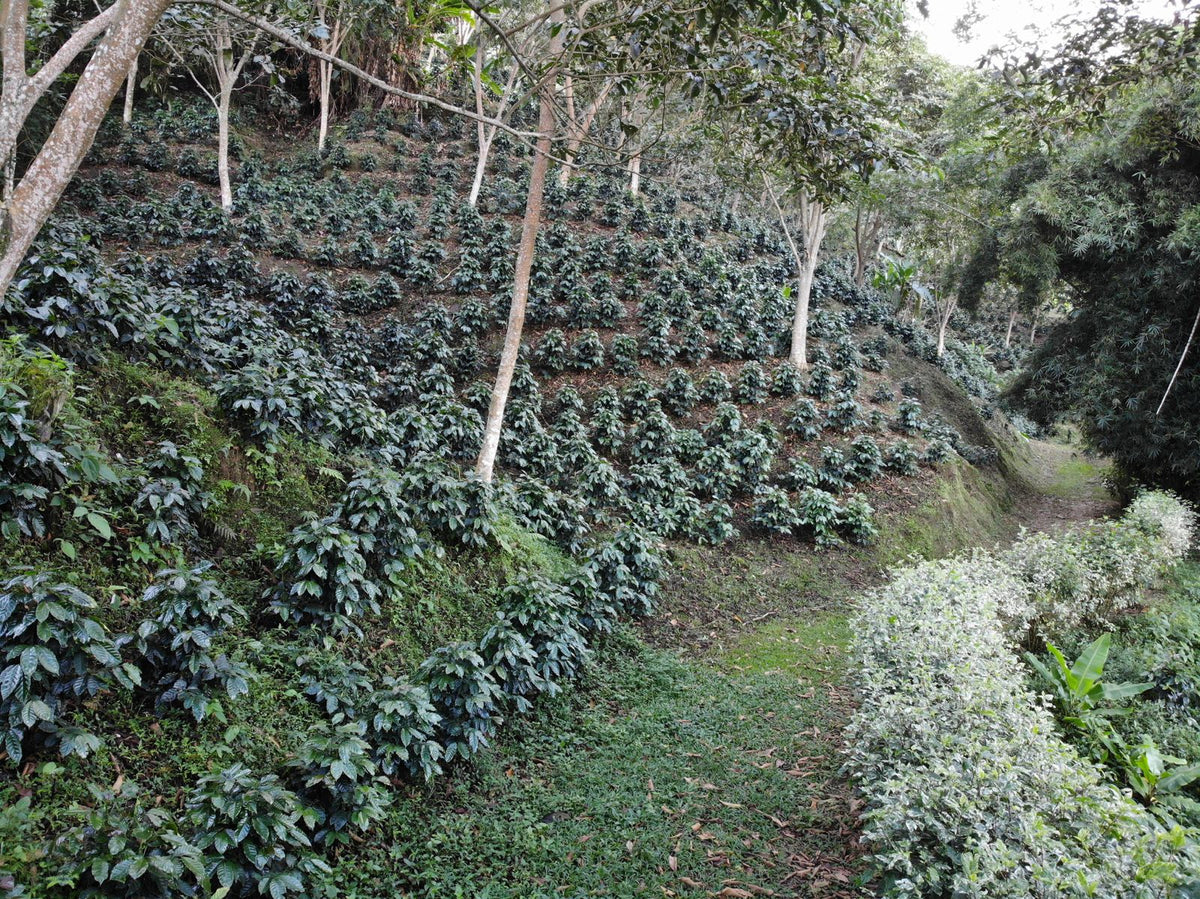 Hacienda Cincinnati
