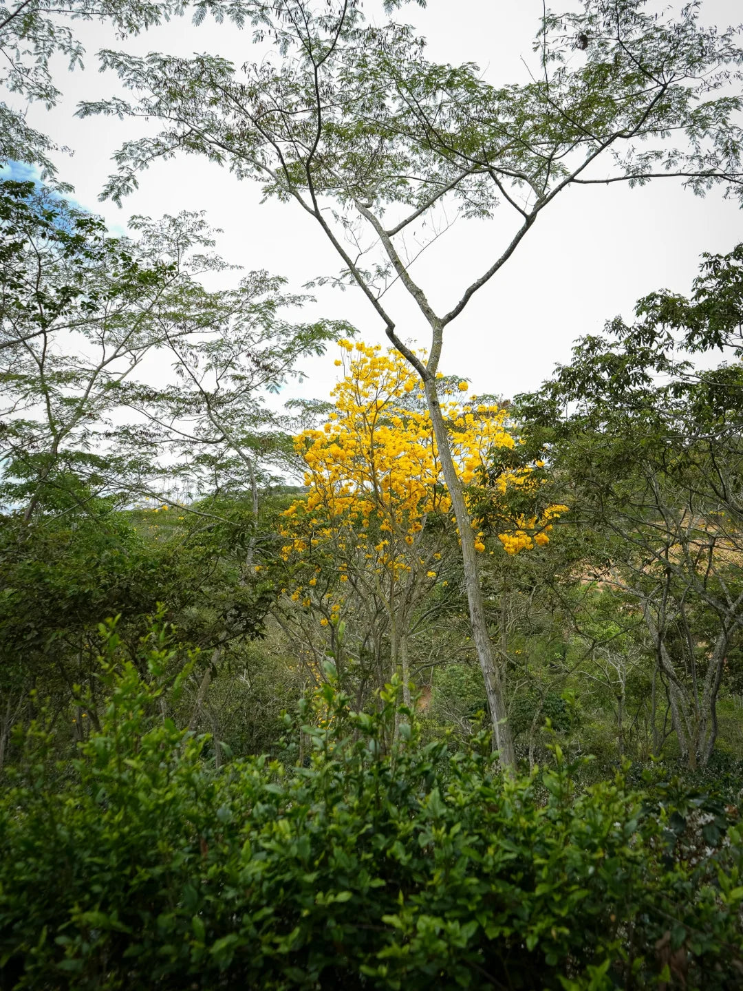 Hacienda Cafetera La Pradera